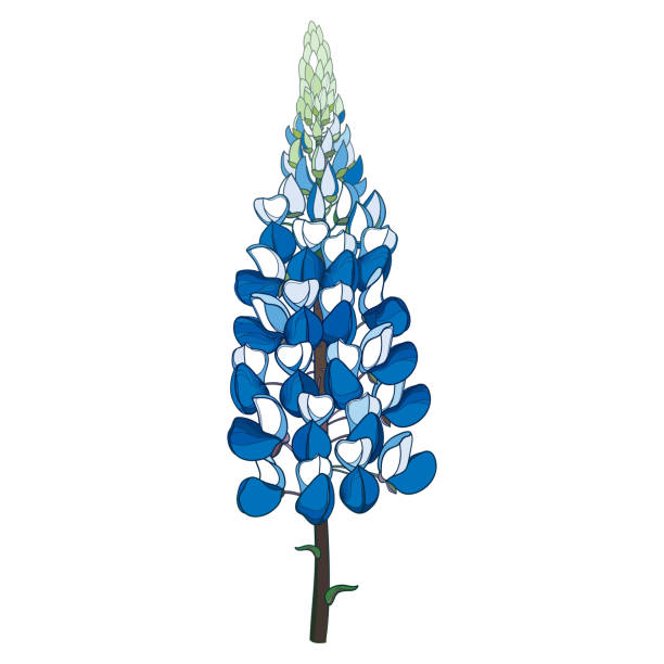 Vector stem with outline Lupin or Lupine or Texas Bluebonnet ornate flower bunch with bud in pastel blue isolated on white background. Vector stem with outline Lupin or Lupine or Texas Bluebonnet ornate flower bunch with bud in pastel blue isolated on white background. Contour decorative plant Lupin for summer design. bluebonnet stock illustrations