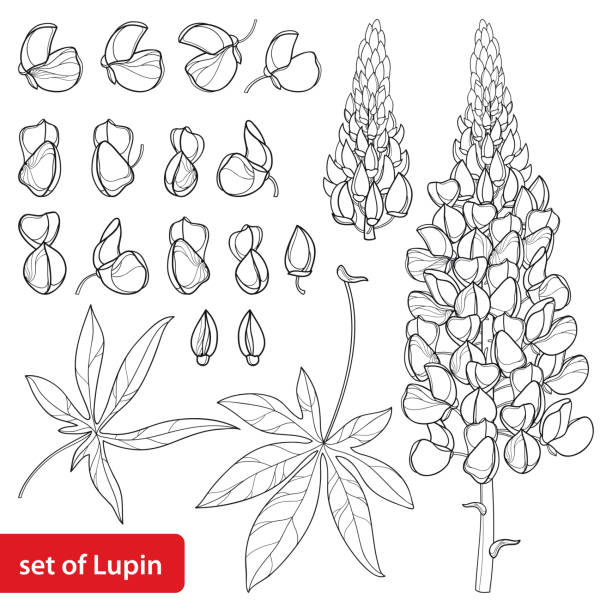 Vector set with outline Lupin or Lupine or Bluebonnet flower bunch, bud and ornate leaves in black isolated on white background. Vector set with outline Lupin or Lupine or Bluebonnet flower bunch, bud and ornate leaves in black isolated on white background. Contour decorative plant Lupin for summer design and coloring book. bluebonnet stock illustrations