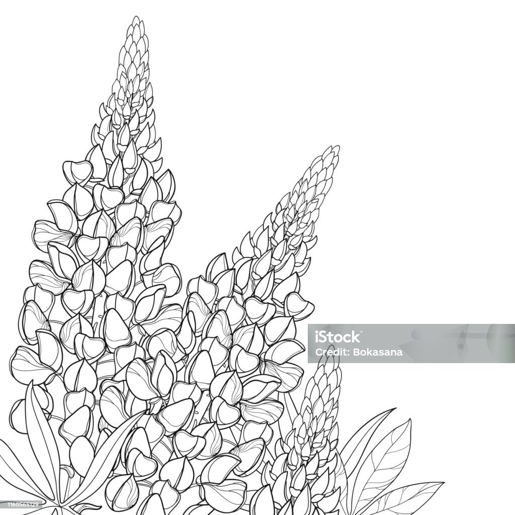 Vector Corner Bouquet With Outline Lupin Or Lupine Or Bluebonnet Flower  Bunch Bud And Ornate Leaves In Black Isolated On White Background Stock  Illustration - Download Image Now - iStock