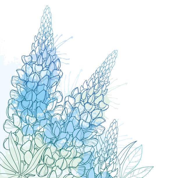Vector corner bouquet of outline Lupin or Lupine or Texas Bluebonnet flower bunch, bud and ornate leaf in pastel blue isolated on white background. Vector corner bouquet of outline Lupin or Lupine or Texas Bluebonnet flower bunch, bud and ornate leaf in pastel blue isolated on white background. Contour decorative plant Lupin for summer decor. texas bluebonnet stock illustrations