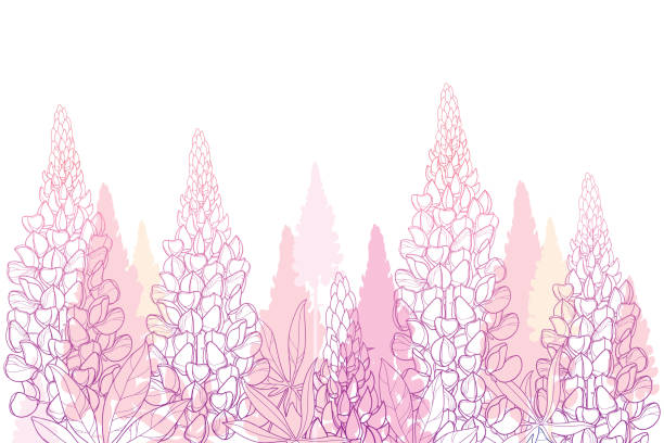 Vector field of outline pastel pink Lupin or Lupine flower bunch, bud and ornate leaves isolated on white background. Vector field of outline pastel pink Lupin or Lupine flower bunch, bud and ornate leaves isolated on white background. Contour decorative plant Lupin for summer decor. lupine flower stock illustrations