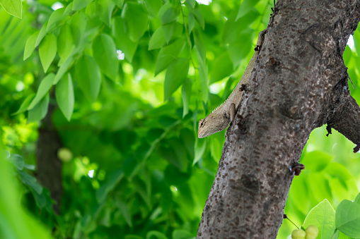 The single tree lizard lurk to wait for prey