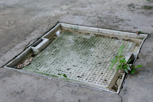 The tree sprouts beside the white grease trap cover