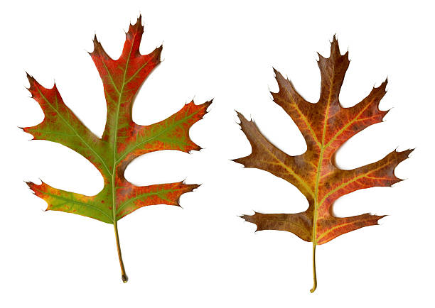 Fall colors in pin oak leaves, 
