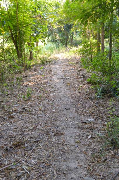 istock walkway natural in country Thailand 1160566169