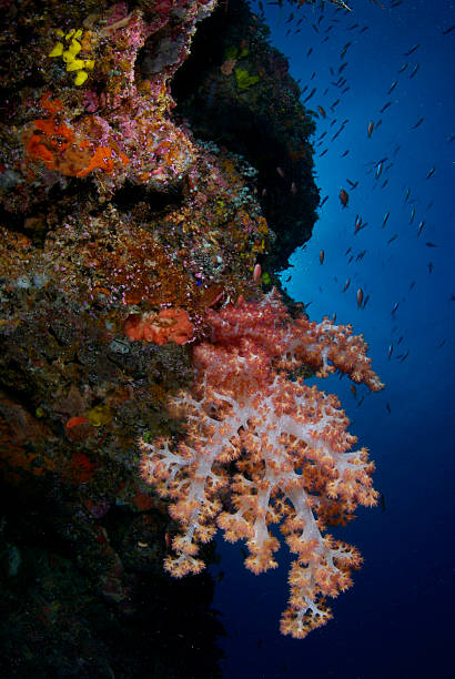 istock Orange Soft Coral on blue wter background with sunburst 116056617