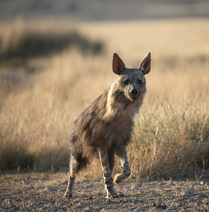 The brown hyena (Hyaena brunnea), also called strandwolf, is a species of hyena found in Namibia, Botswana, western and southern Zimbabwe, southern Mozambique and South Africa. It is currently the rarest species of hyena.