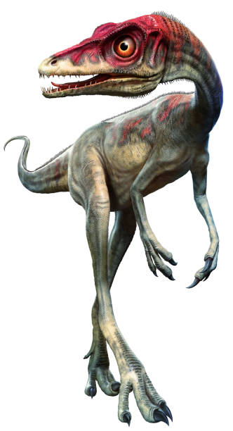 istock Compsagnathus from the Jurassic era 3D illustration 1160566575