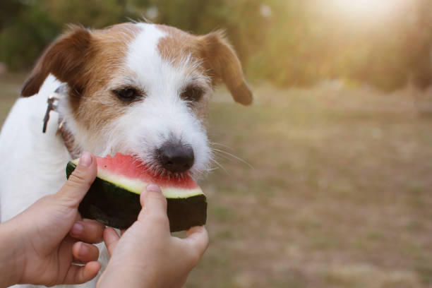istock thirsty dog eating fresh watermelon fruit on summer. 1160567424