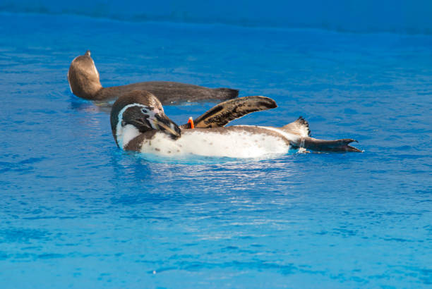 istock The African penguin (Spheniscus demersus) swimming under blue water 1160567505