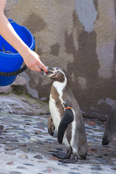 alimentando pingüins africanos (spheniscus demersus) - jackass penguin penguin zoo swimming animal - fotografias e filmes do acervo