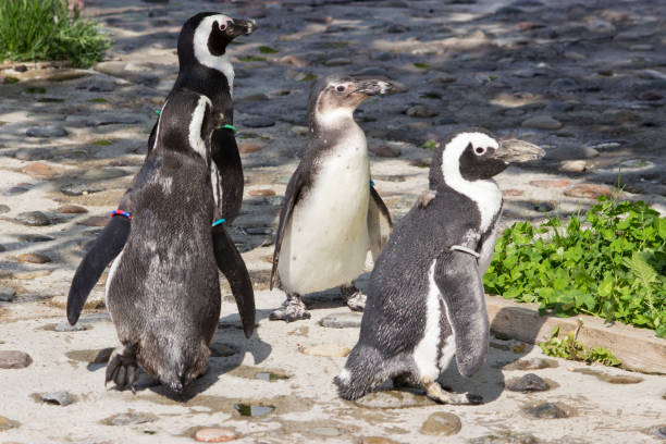 istock a flock of African penguins (Spheniscus demersus) 1160567568