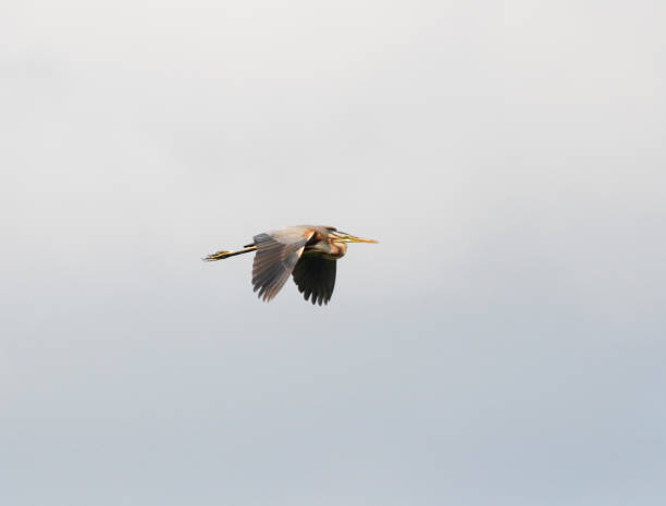 istock Purple Heron (Ardea purpurea) in Flight 1160568422