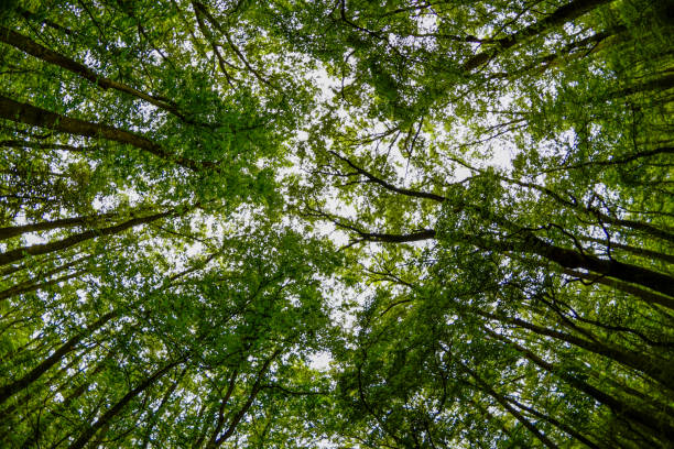 istock Wide angle view of the trees in the forest 1160569251
