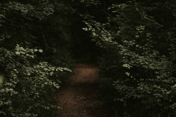 istock green leaves on the tree 1160569356