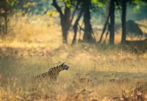 Photo of Tigress Maya Stalking in a grass at Tadoba Andhari Tiger Reserve,Maharashtra,india