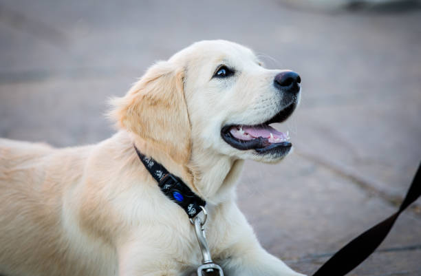 Cute Golden Retriever Dog lying down with lead and collar stock photo