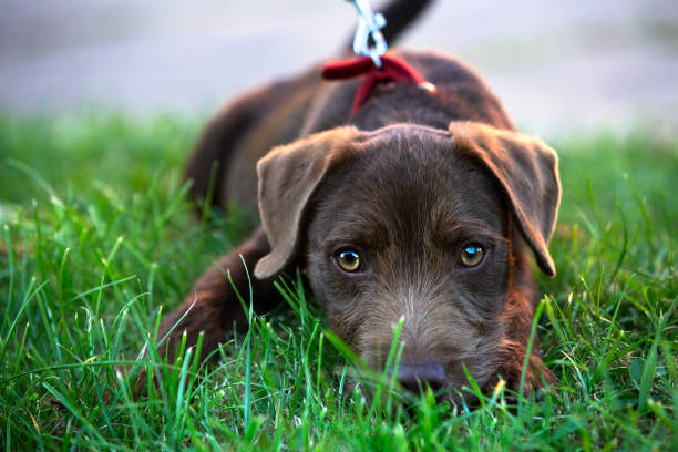 Cute Patterdale Terrier puppy lying on grass, big eyes stock photo