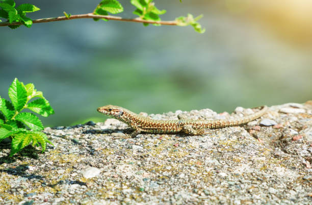 istock The little lizard basks in the sun. 1160571128