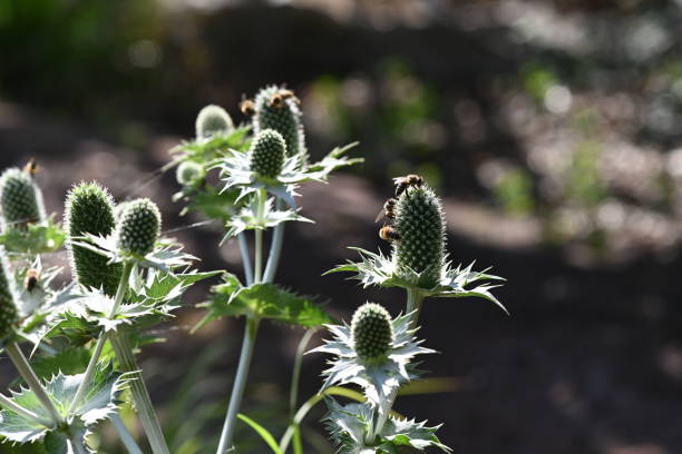 Eryngium giganteum / Miss Willmott's ghost in backlight