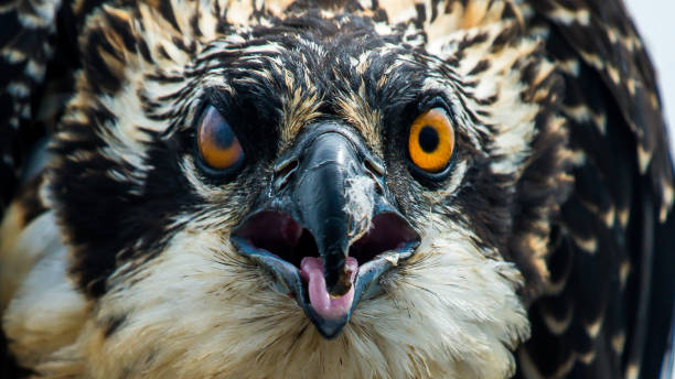 istock Baby Osprey in nest face close up 1160572539