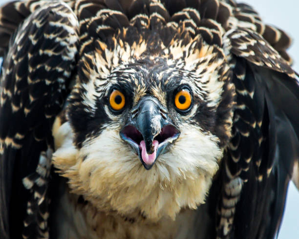 istock Baby Osprey in nest face close up 1160572548