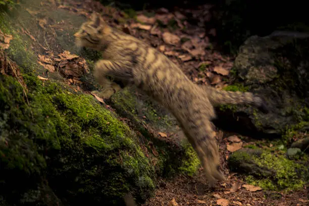 Photo of Wild cat (felis silvestris) jumping in the forest. Motion blurred picture of athletic jump of predator.