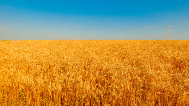 istock golden wheat field and sunny day 1160574202