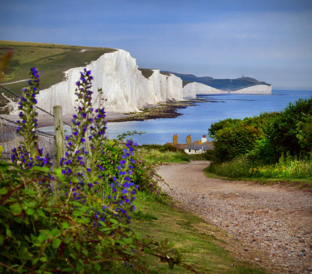 British coastline The White Cliffs at Seven Sisters in East Sussex - coastal path to coastguard cottages overlooking the English Channel - with wildflowers east sussex photos stock pictures, royalty-free photos & images