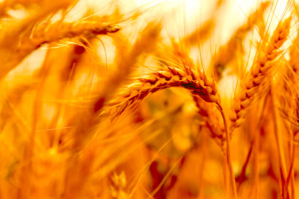 istock golden wheat field and sunny day 1160576502