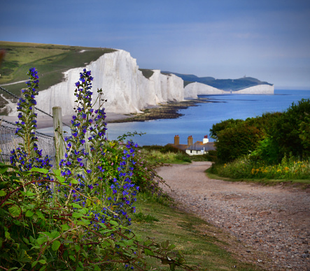 The White Cliffs at Seven Sisters in East Sussex - coastal path to coastguard cottages overlooking the English Channel - with wildflowers\nForeground focus