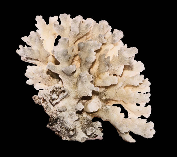 istock coral isolated on black background 1160578184