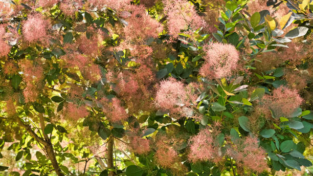 istock Beautiful flowers in Texas 1160579195