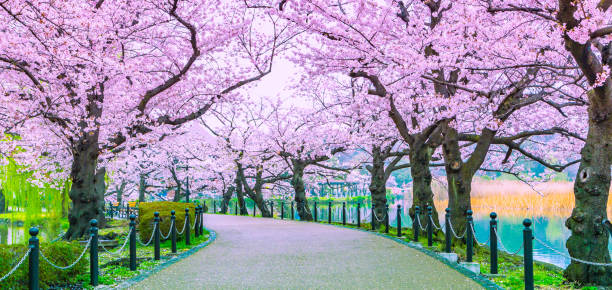 istock Walking path under the beautiful sakura tree or cherry tree tunnel in Tokyo, Japan 1160579196