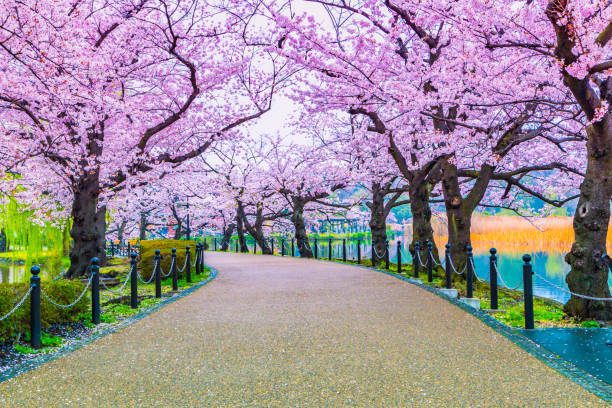 istock Walking path under the beautiful sakura tree or cherry tree tunnel in Tokyo, Japan 1160579197