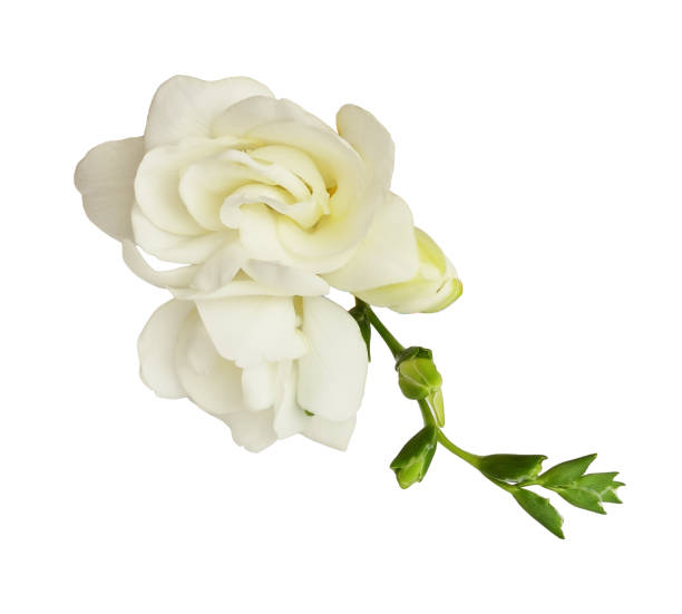 istock White freesia flower and buds 1160580653
