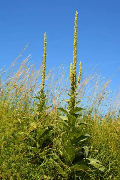 great mullein or common mullein or verbascum in front of azure sky as rural backdrop