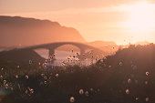 The Fredvang Bridges in the setting sun, Lofoten, Norway,focus on the flower