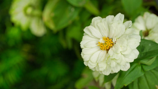 istock Beautiful flowers in Texas 1160581983