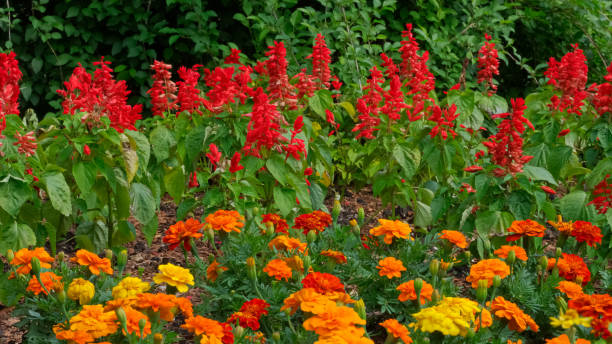 istock Beautiful flowers in Texas 1160582233