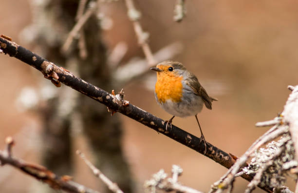 istock European Robin sitting on branch 1160582241