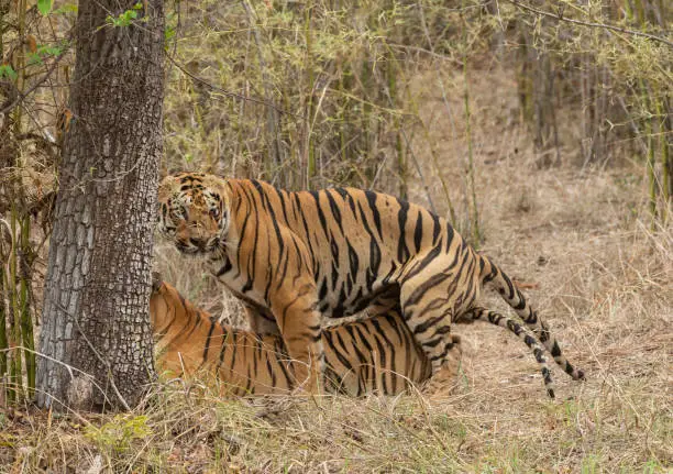 Photo of Male tiger Gabbar and Female Tigress Maya in Mating  at Tadoba Andhari Tiger Reserve,Maharashtra,India