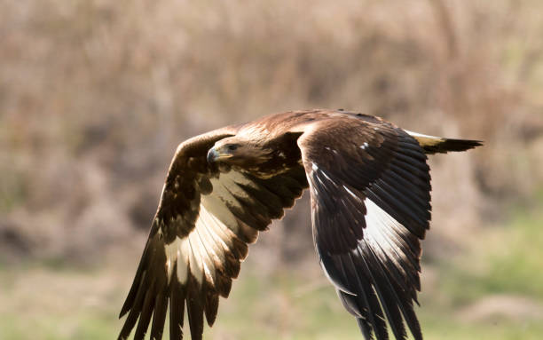istock Immature Golden eagle eating and flying 1160584195