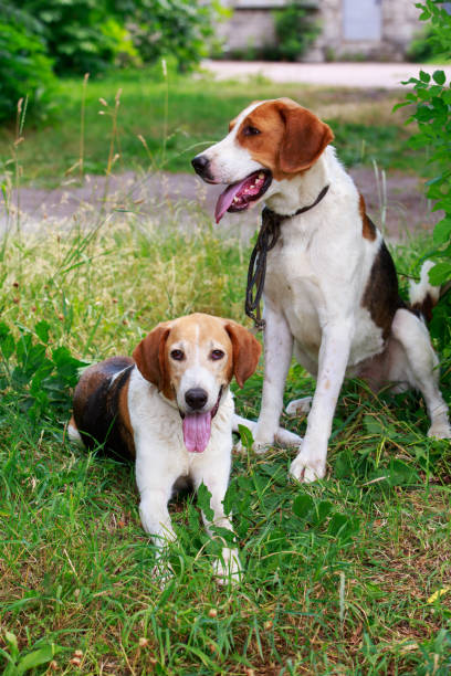 istock Dog breed Anglo-Russian Hound 1160584252