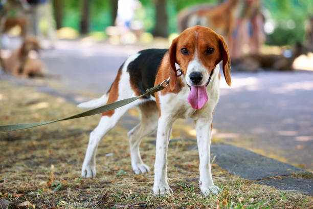 istock The dog breed American Foxhound 1160584281