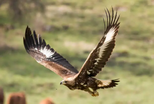 Photo of Immature Golden eagle eating and flying