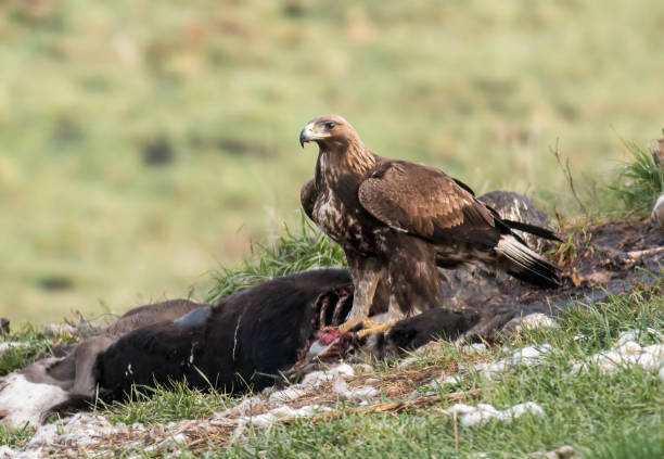 istock Immature Golden eagle eating and flying 1160584376