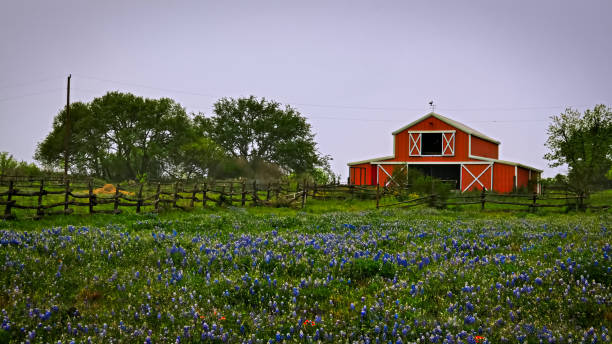 istock Beautiful flowers in Texas 1160584459