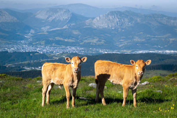 Two calves in Oiz mountain, Basque Country, Spain