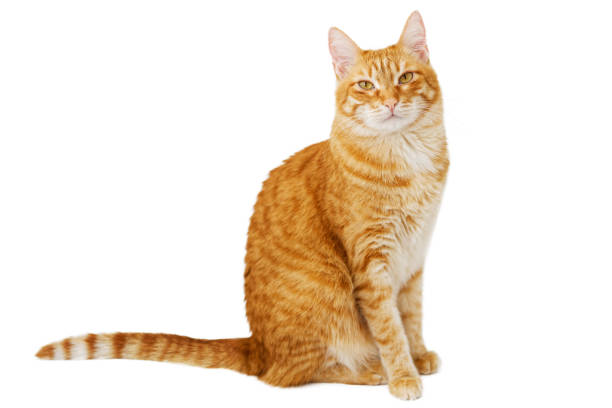 istock Red cat sitting sideways and looking directly into the camera. Isolated on white. Copyspace. 1160584670